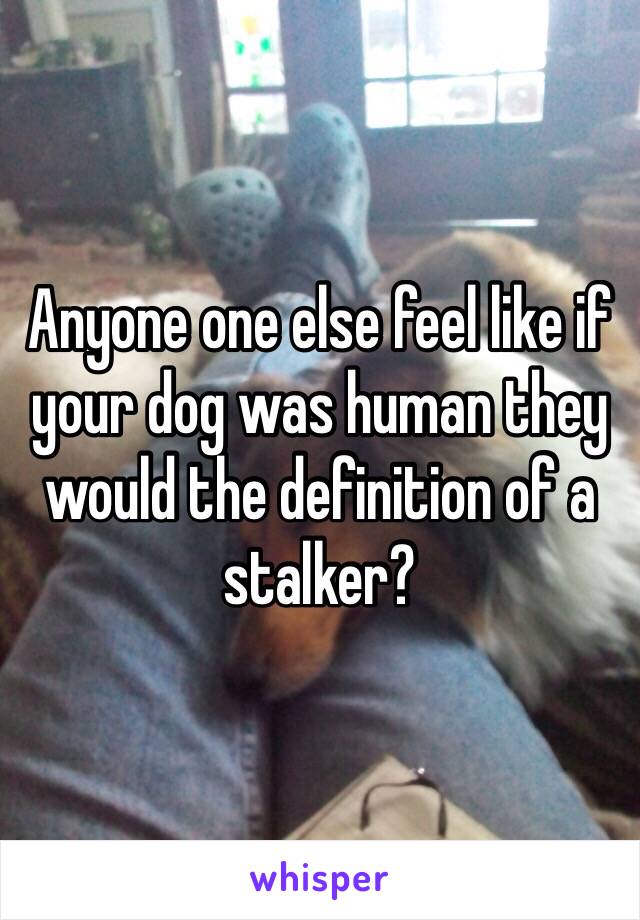 Anyone one else feel like if your dog was human they would the definition of a stalker? 
