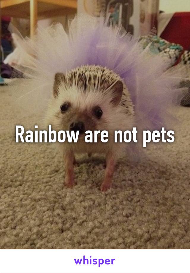Rainbow are not pets