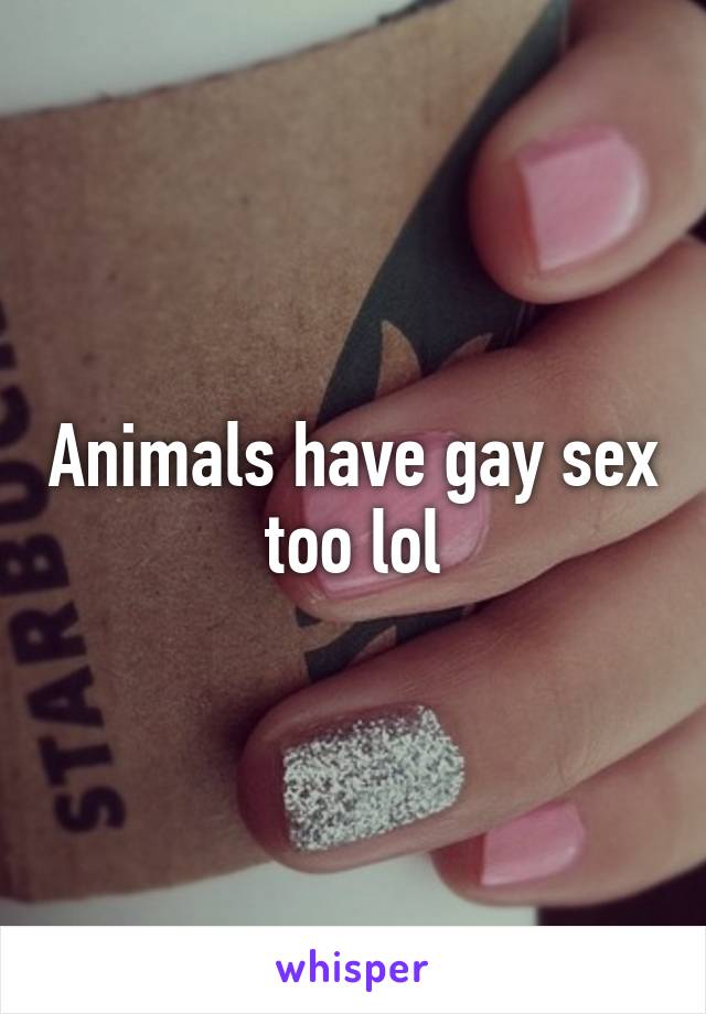 Animals have gay sex too lol