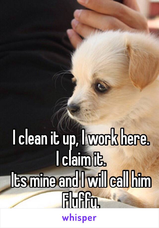 I clean it up, I work here. 
I claim it. 
Its mine and I will call him Fluffy. 