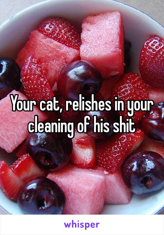 Your cat, relishes in your cleaning of his shit