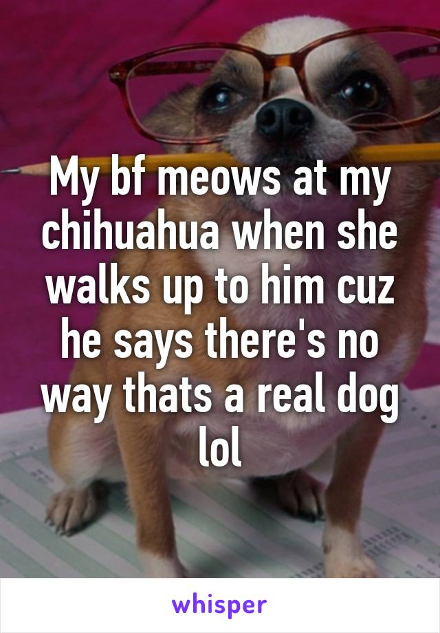 My bf meows at my chihuahua when she walks up to him cuz he says there's no way thats a real dog lol