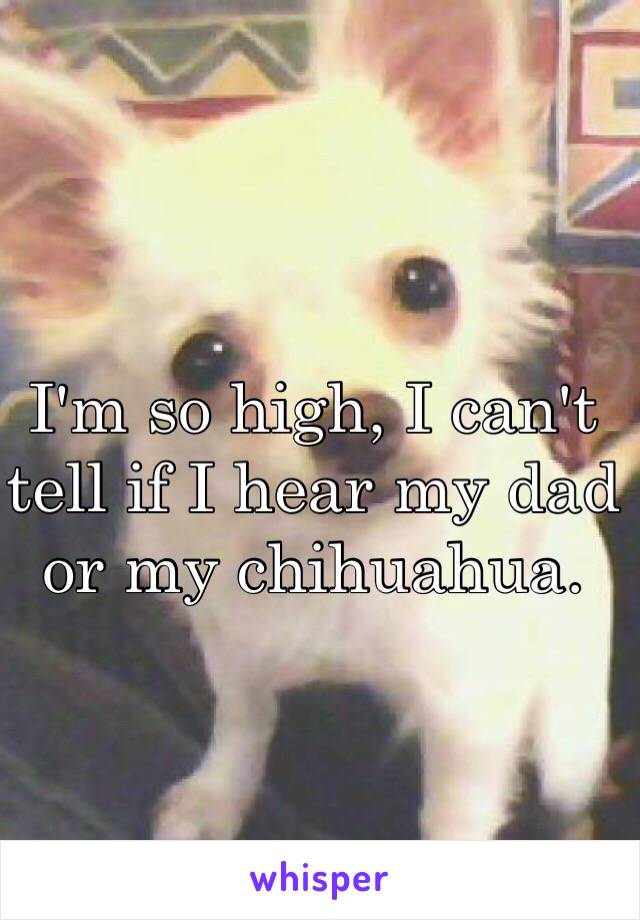 I'm so high, I can't tell if I hear my dad or my chihuahua. 