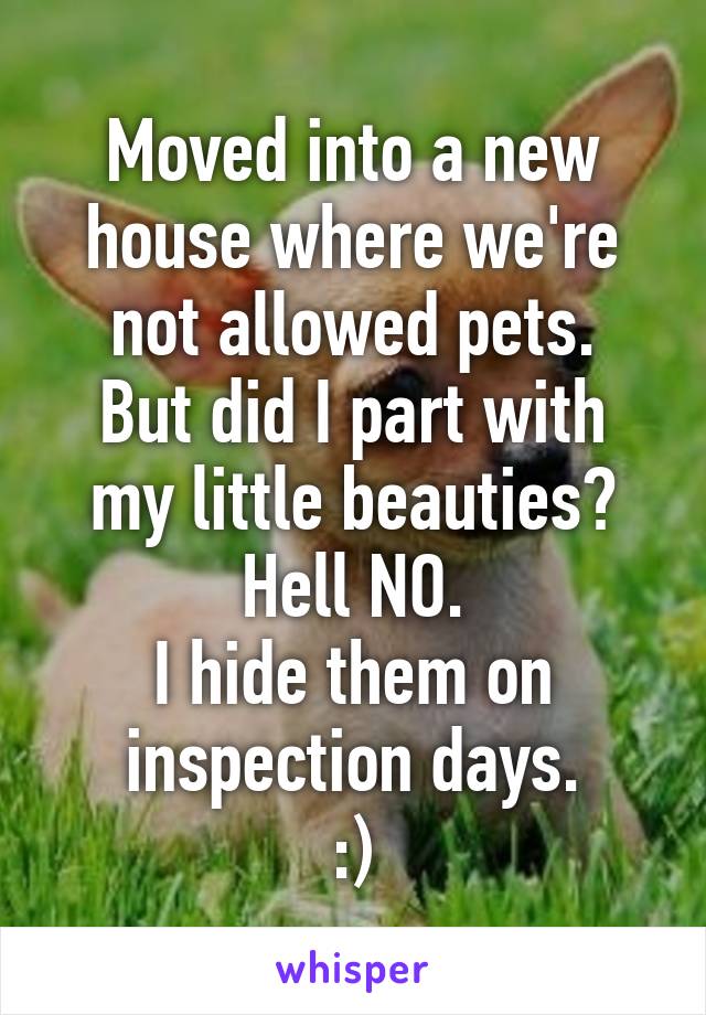 Moved into a new house where we're not allowed pets.
But did I part with my little beauties?
Hell NO.
I hide them on inspection days.
:)