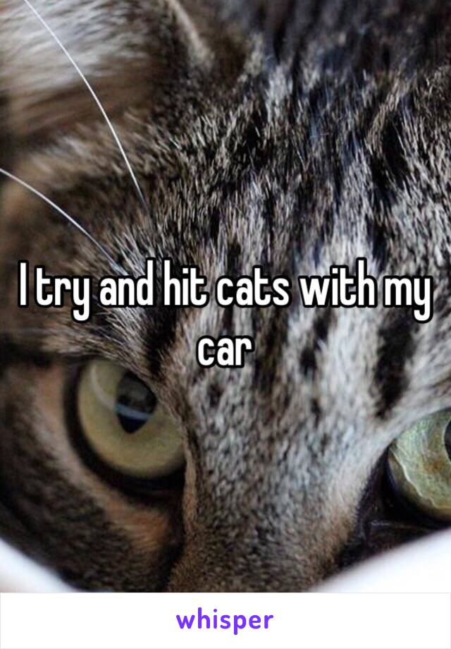 I try and hit cats with my car