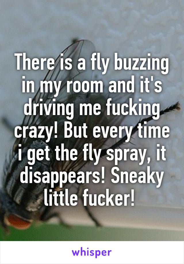 There is a fly buzzing in my room and it's driving me fucking crazy! But every time i get the fly spray, it disappears! Sneaky little fucker! 