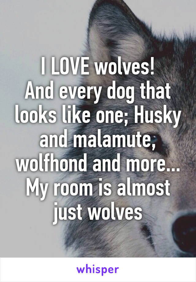 I LOVE wolves!
And every dog that looks like one; Husky and malamute, wolfhond and more... My room is almost just wolves