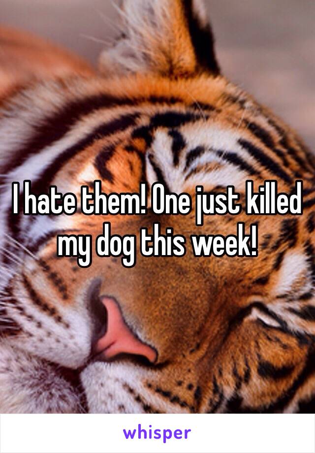 I hate them! One just killed my dog this week! 