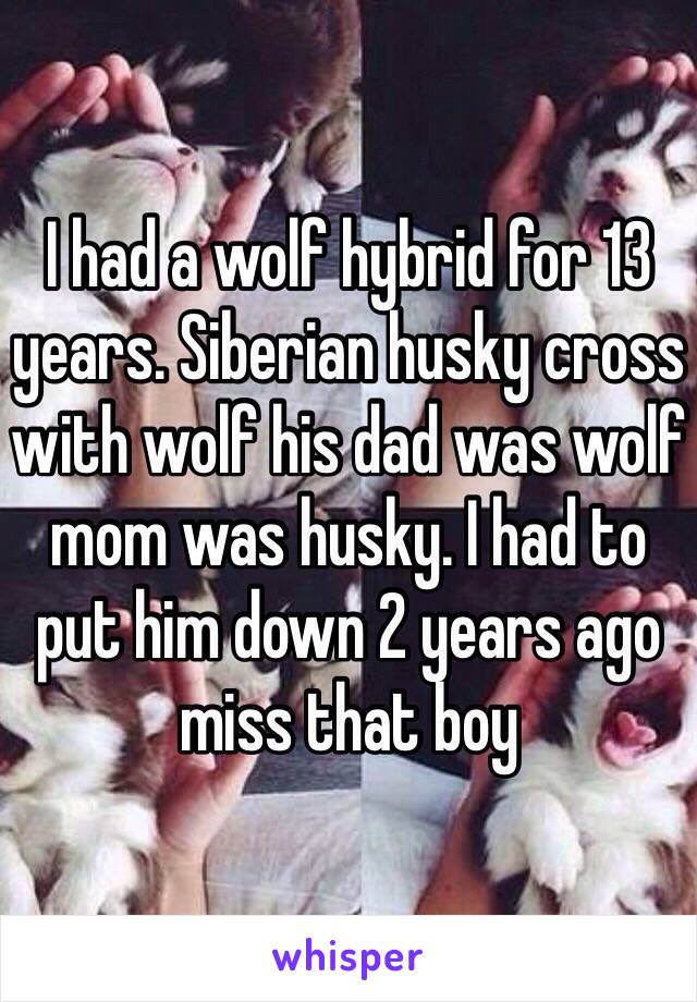 I had a wolf hybrid for 13 years. Siberian husky cross with wolf his dad was wolf mom was husky. I had to put him down 2 years ago miss that boy