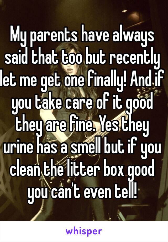 My parents have always said that too but recently let me get one finally! And if you take care of it good they are fine. Yes they urine has a smell but if you clean the litter box good you can't even tell!