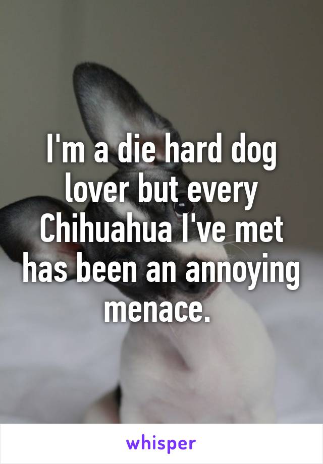I'm a die hard dog lover but every Chihuahua I've met has been an annoying menace. 