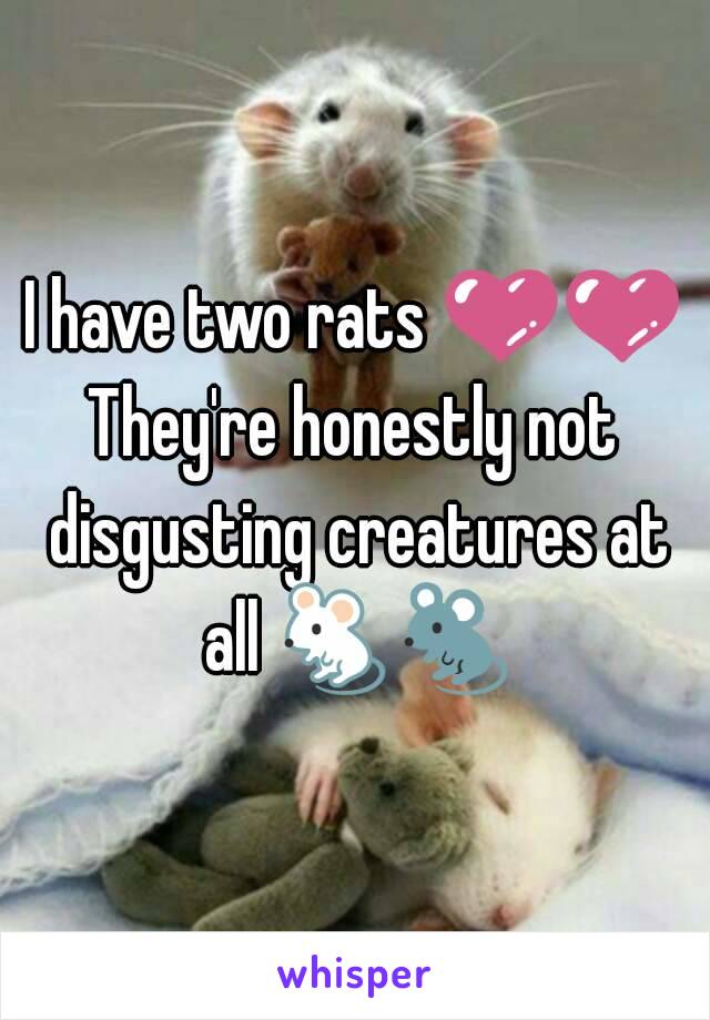 I have two rats 💜💜
They're honestly not disgusting creatures at all 🐁🐀