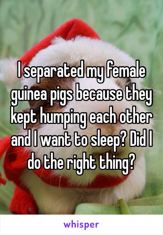 I separated my female guinea pigs because they kept humping each other and I want to sleep? Did I do the right thing?