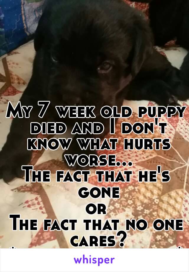 My 7 week old puppy died and I don't know what hurts worse...
The fact that he's gone
or
The fact that no one cares?
*he is in the picture*