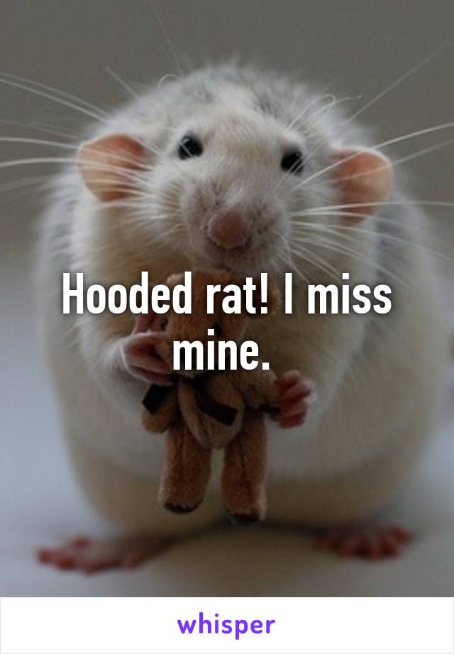 Hooded rat! I miss mine. 