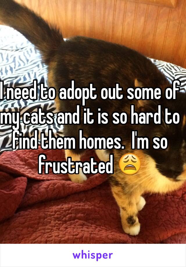 I need to adopt out some of my cats and it is so hard to find them homes.  I'm so frustrated 😩