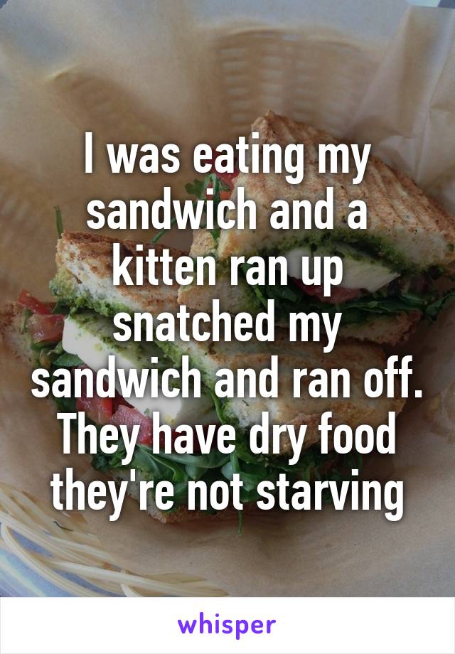 I was eating my sandwich and a kitten ran up snatched my sandwich and ran off. They have dry food they're not starving