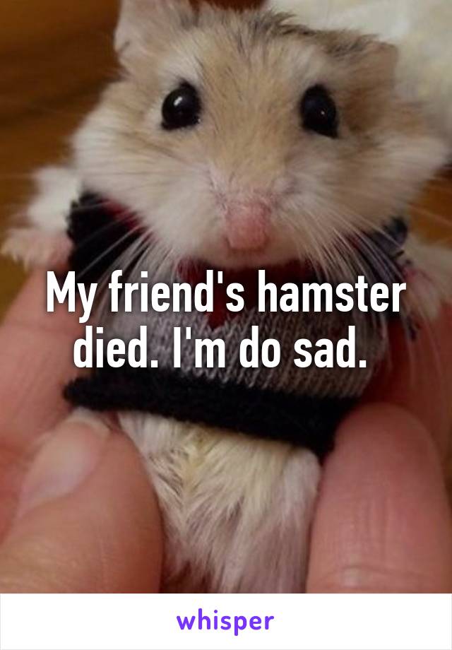 My friend's hamster died. I'm do sad. 