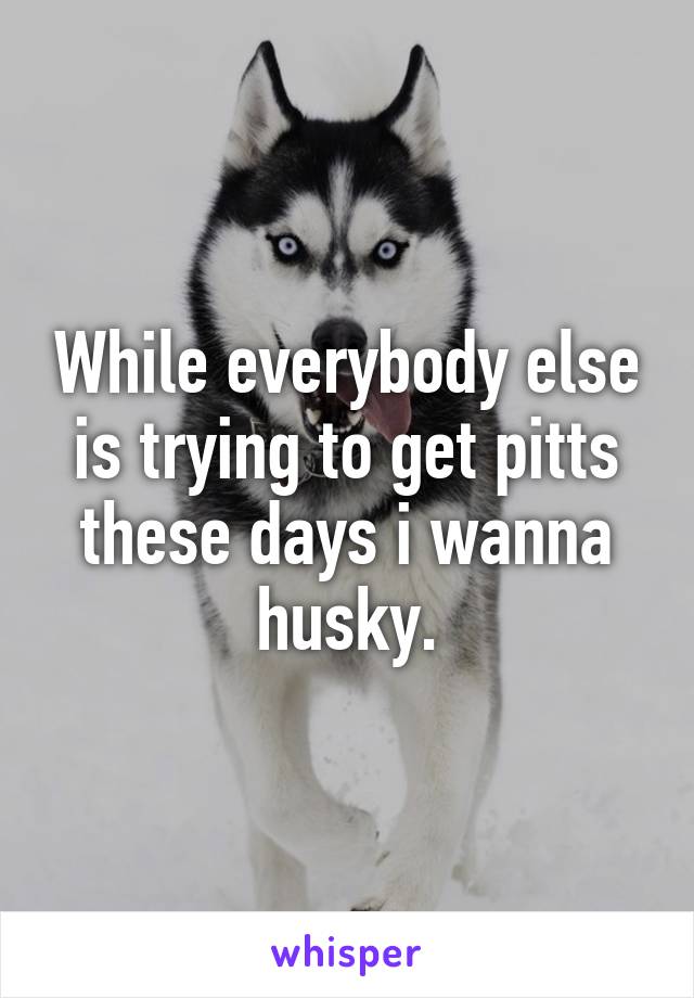 While everybody else is trying to get pitts these days i wanna husky.