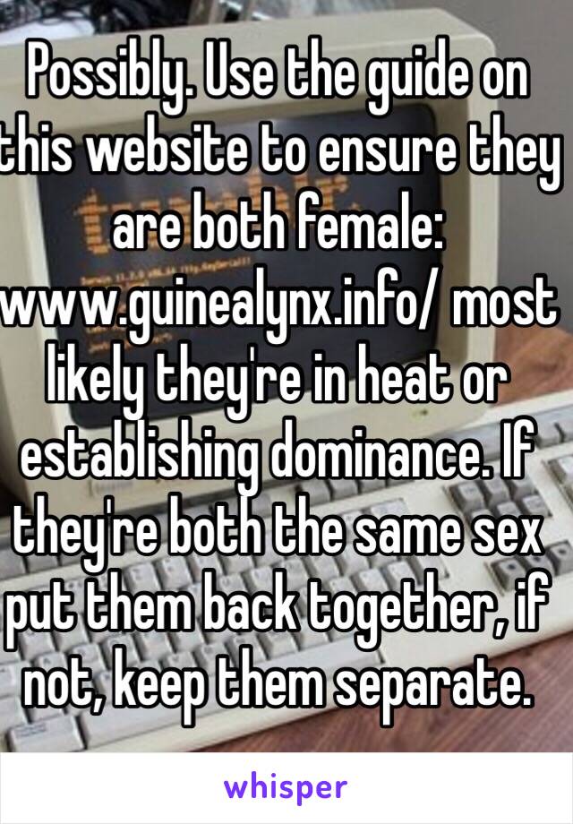 Possibly. Use the guide on this website to ensure they are both female: www.guinealynx.info/ most likely they're in heat or establishing dominance. If they're both the same sex put them back together, if not, keep them separate.