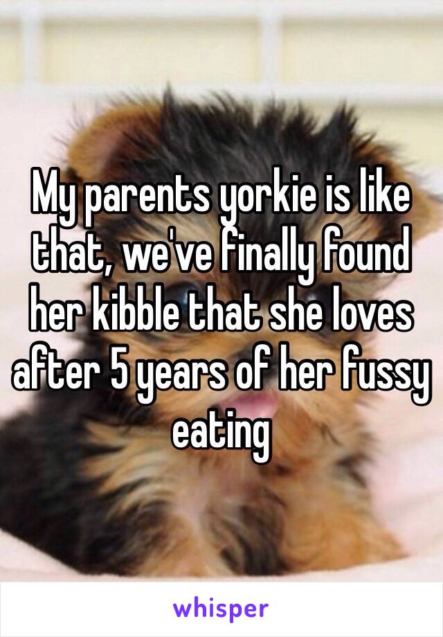 My parents yorkie is like that, we've finally found her kibble that she loves after 5 years of her fussy eating 