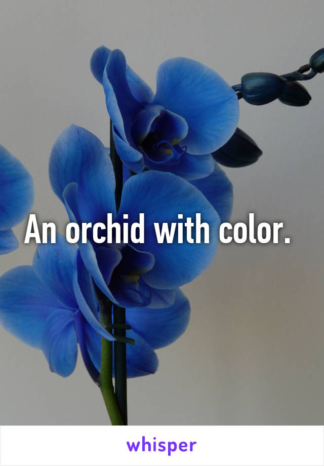 An orchid with color. 