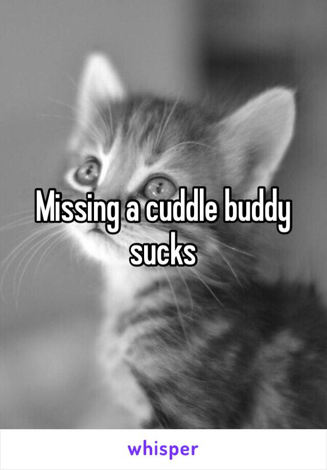Missing a cuddle buddy sucks