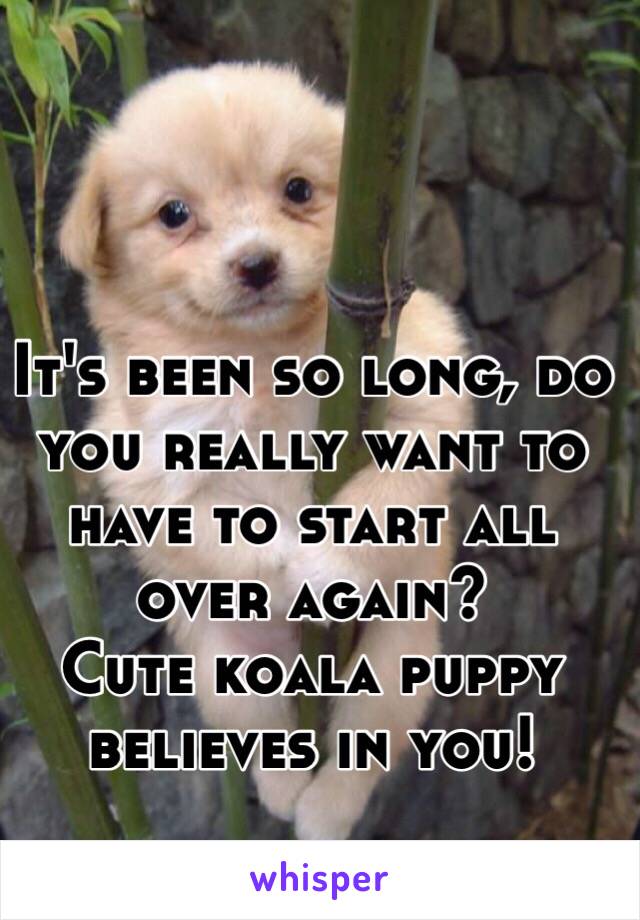 It's been so long, do you really want to have to start all over again?
Cute koala puppy believes in you!