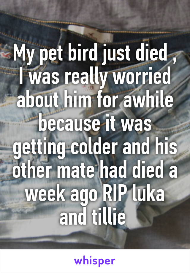 My pet bird just died , I was really worried about him for awhile because it was getting colder and his other mate had died a week ago RIP luka and tillie 