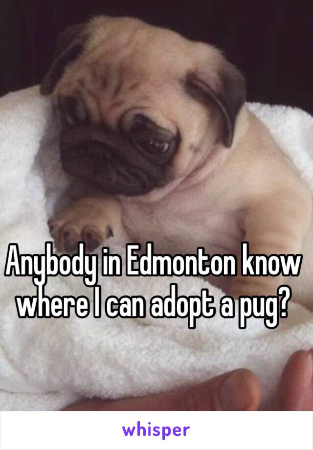 Anybody in Edmonton know where I can adopt a pug? 