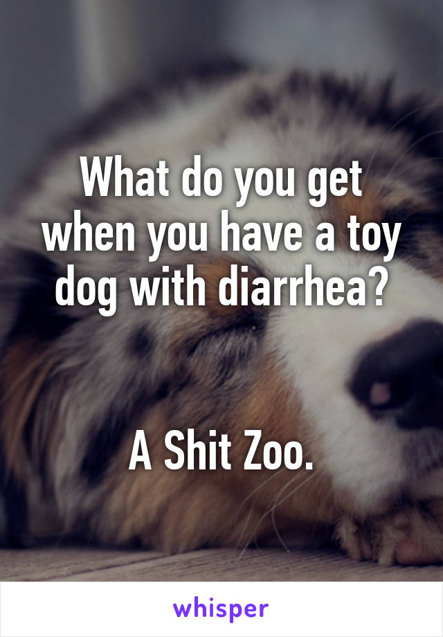 What do you get when you have a toy dog with diarrhea?


A Shit Zoo.