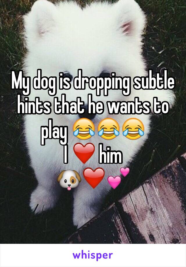 My dog is dropping subtle hints that he wants to play 😂😂😂
I ❤️ him 
🐶❤️💕