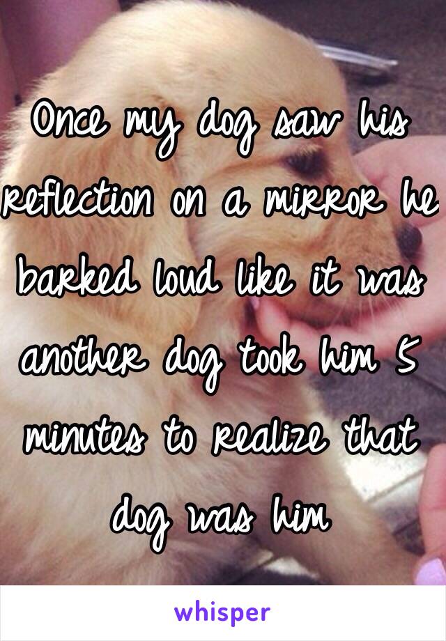 Once my dog saw his reflection on a mirror he barked loud like it was another dog took him 5 minutes to realize that dog was him