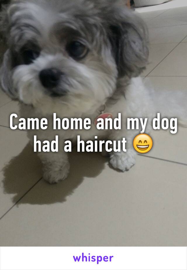 Came home and my dog had a haircut 😄