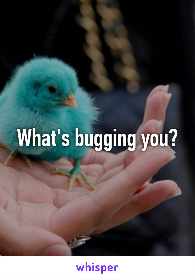 What's bugging you?