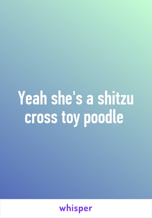 Yeah she's a shitzu cross toy poodle 