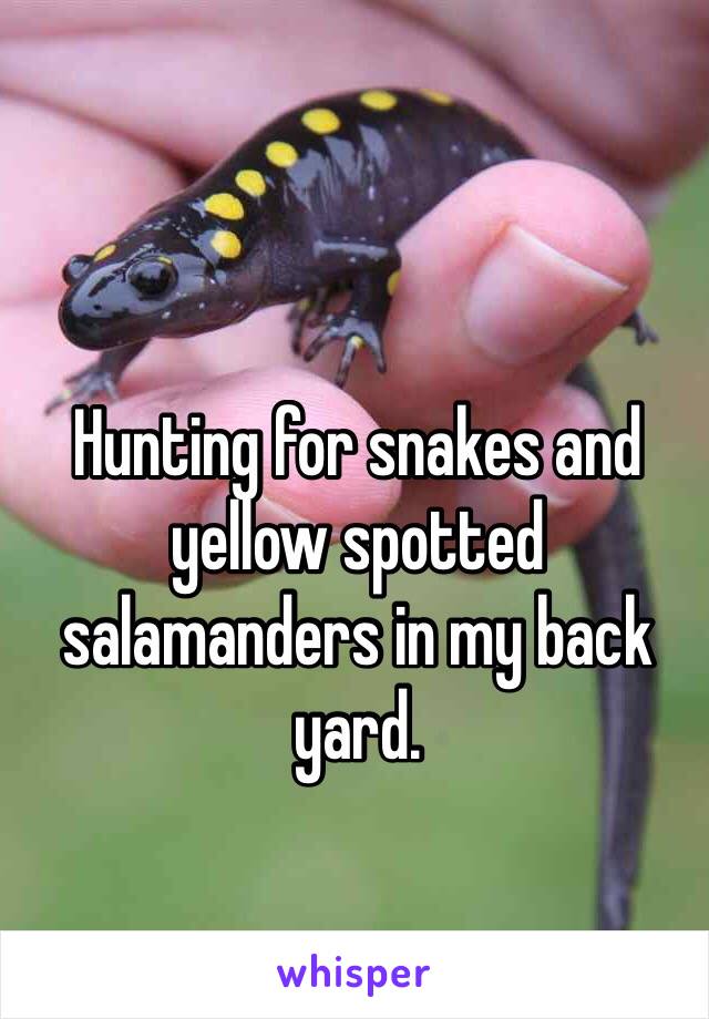 Hunting for snakes and yellow spotted salamanders in my back yard. 