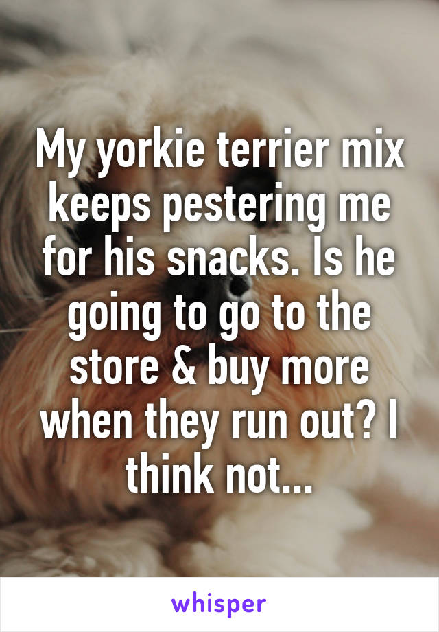 My yorkie terrier mix keeps pestering me for his snacks. Is he going to go to the store & buy more when they run out? I think not...