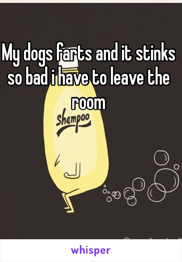 My dogs farts and it stinks  so bad i have to leave the room