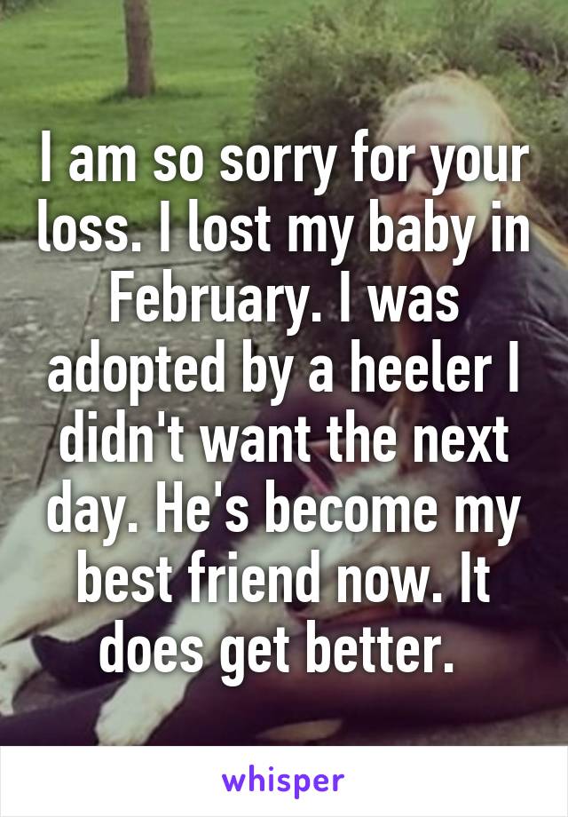 I am so sorry for your loss. I lost my baby in February. I was adopted by a heeler I didn't want the next day. He's become my best friend now. It does get better. 