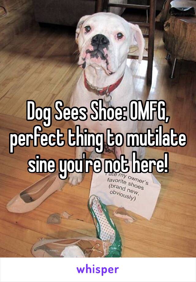 Dog Sees Shoe: OMFG, perfect thing to mutilate sine you're not here!  