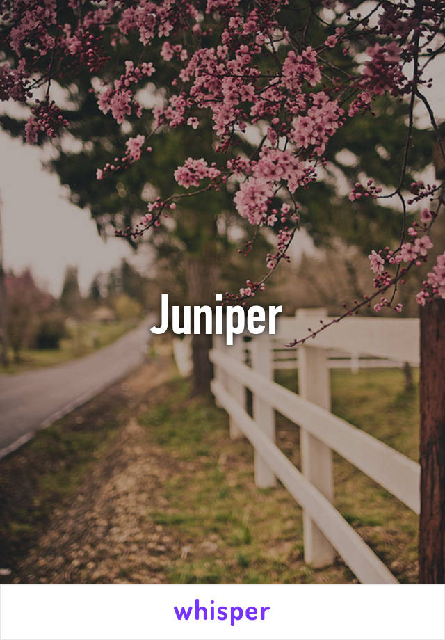 Juniper 