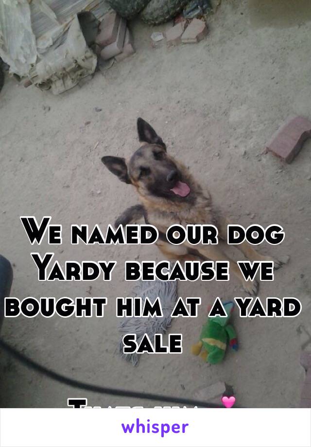 We named our dog Yardy because we bought him at a yard sale

Thats him💕