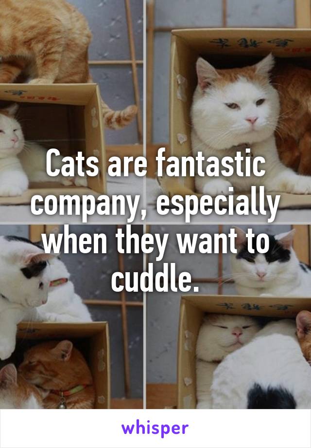 Cats are fantastic company, especially when they want to cuddle.