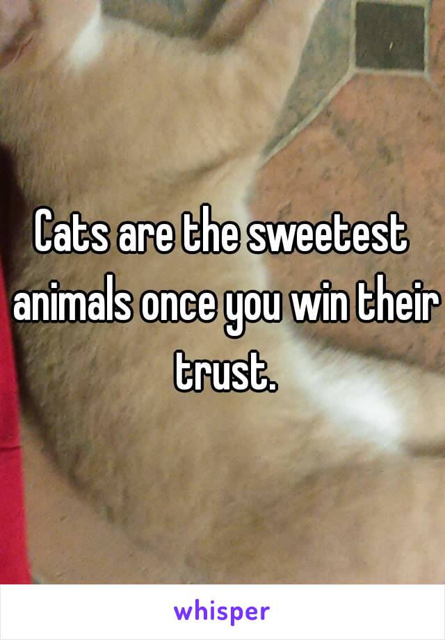 Cats are the sweetest animals once you win their trust.