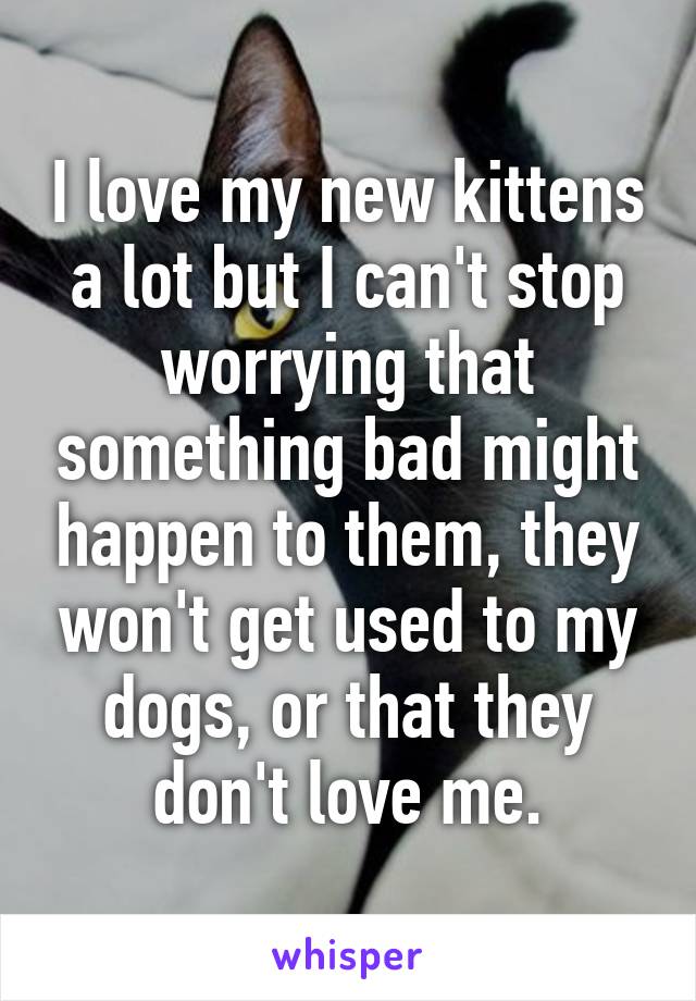 I love my new kittens a lot but I can't stop worrying that something bad might happen to them, they won't get used to my dogs, or that they don't love me.