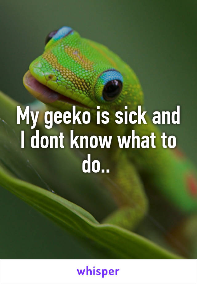 My geeko is sick and I dont know what to do.. 