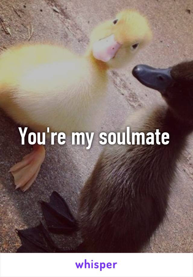 You're my soulmate 