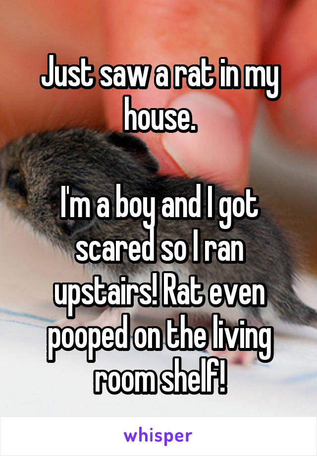 Just saw a rat in my house.

I'm a boy and I got scared so I ran upstairs! Rat even pooped on the living room shelf!