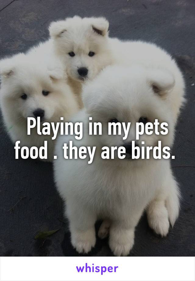 Playing in my pets food . they are birds. 